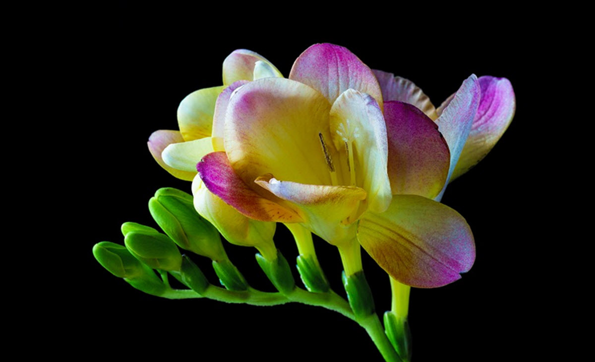 Freesia