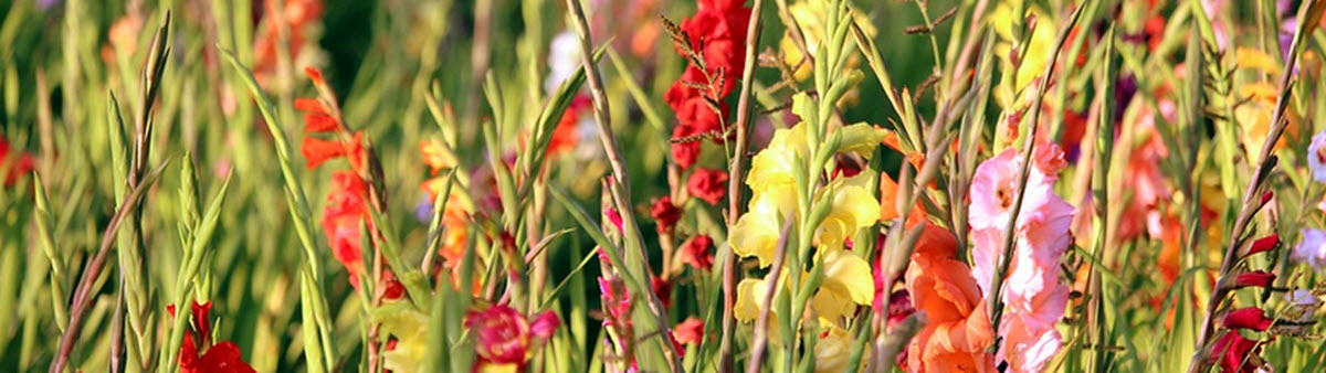 gladioler