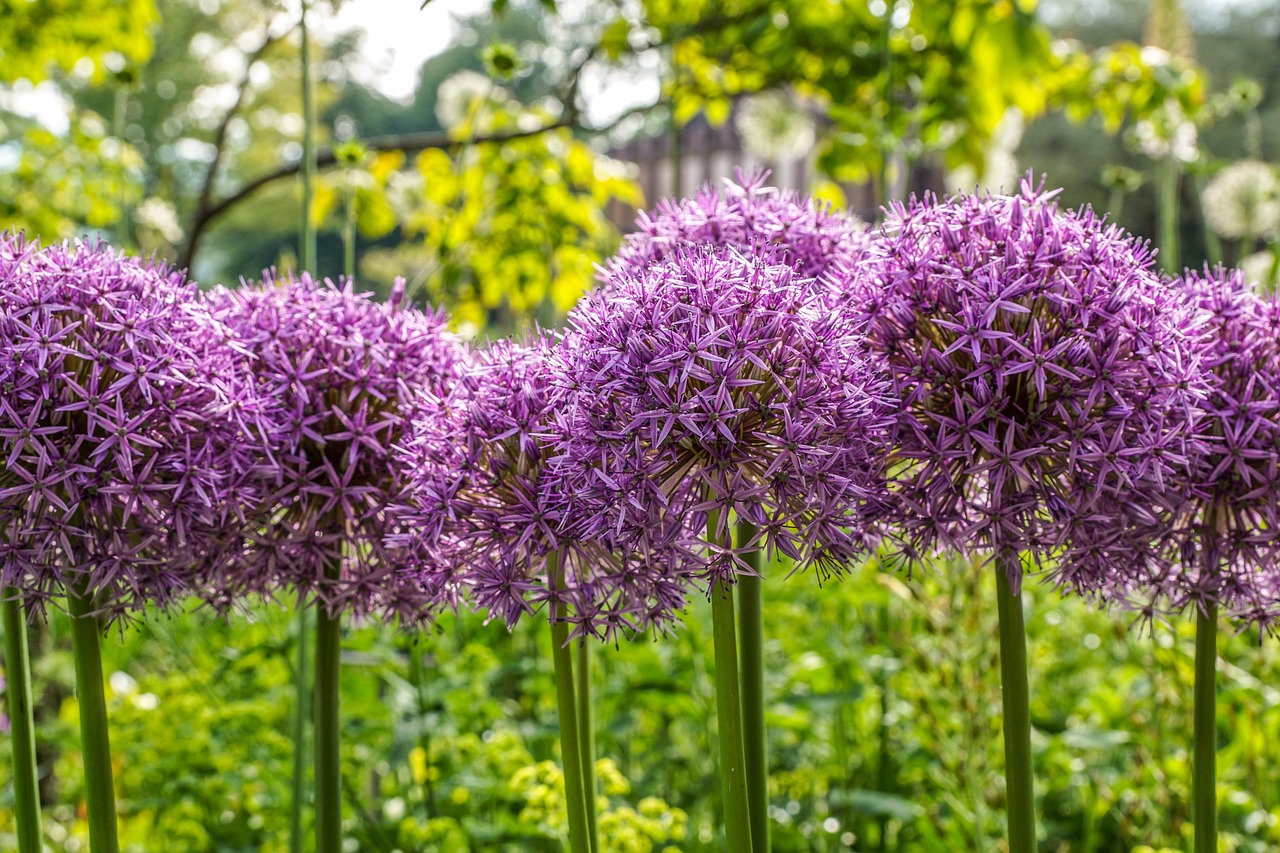 allium