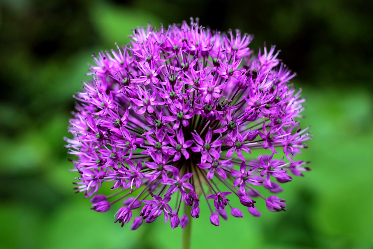 allium purple sensation