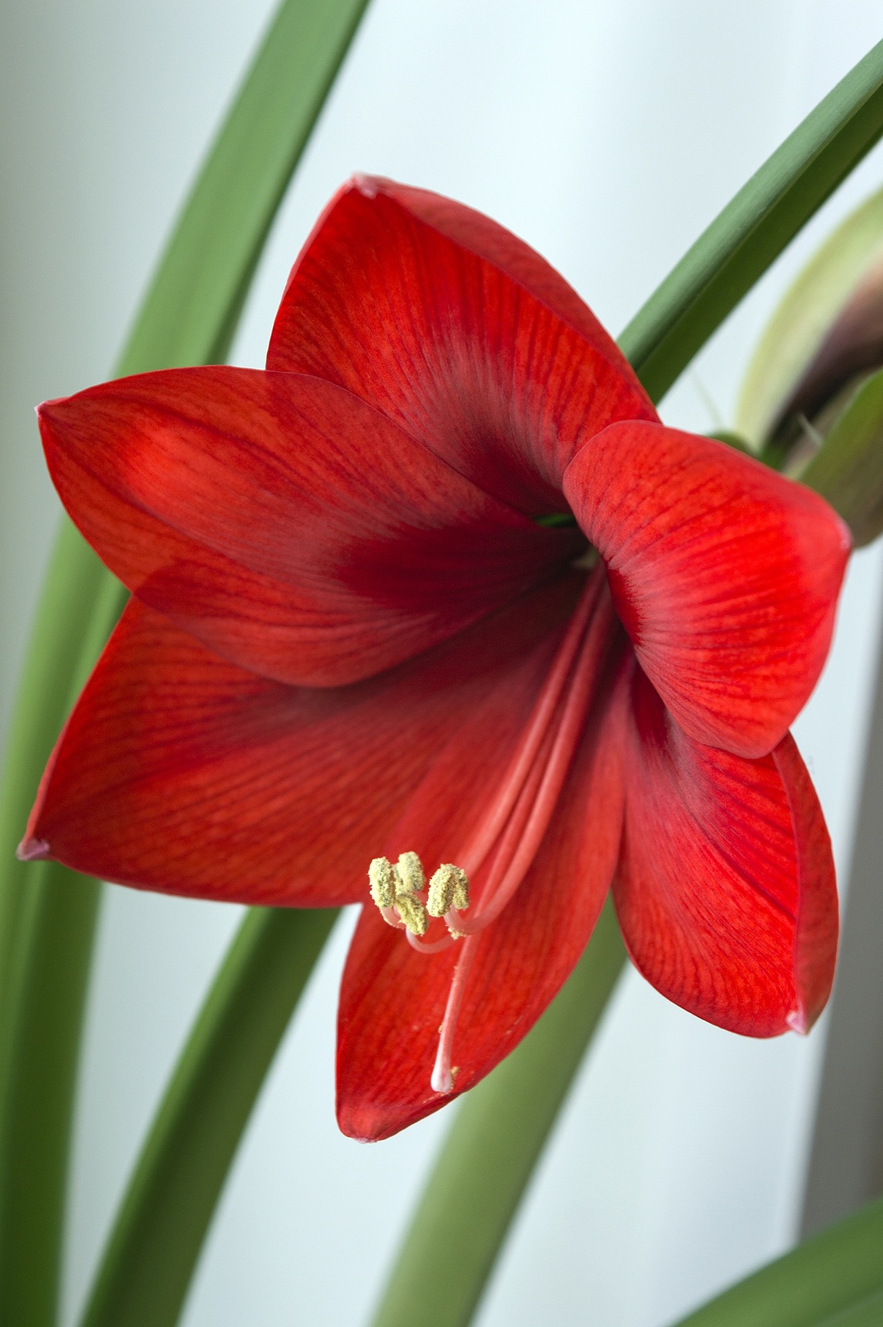 röd amaryllis