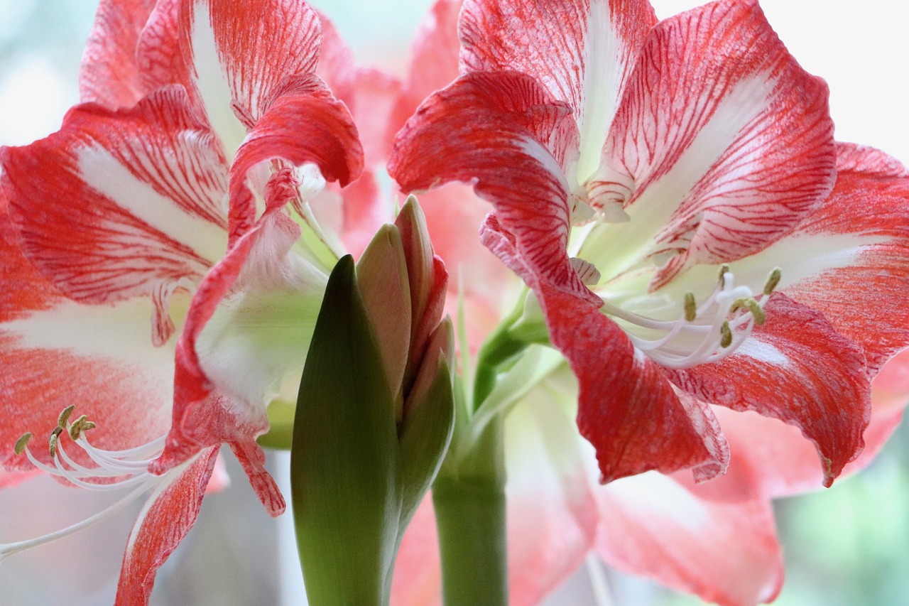 vitröd amaryllis