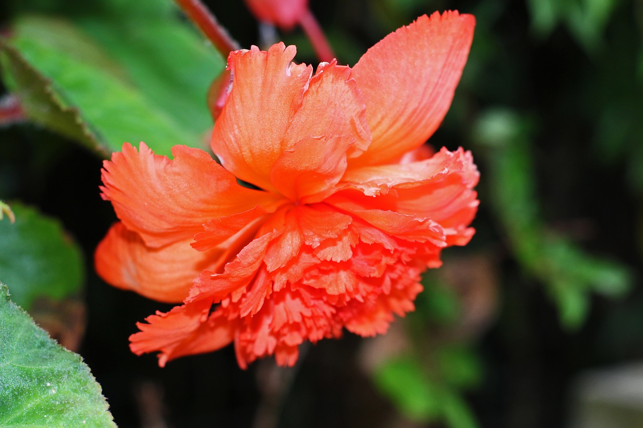 prakt begonia