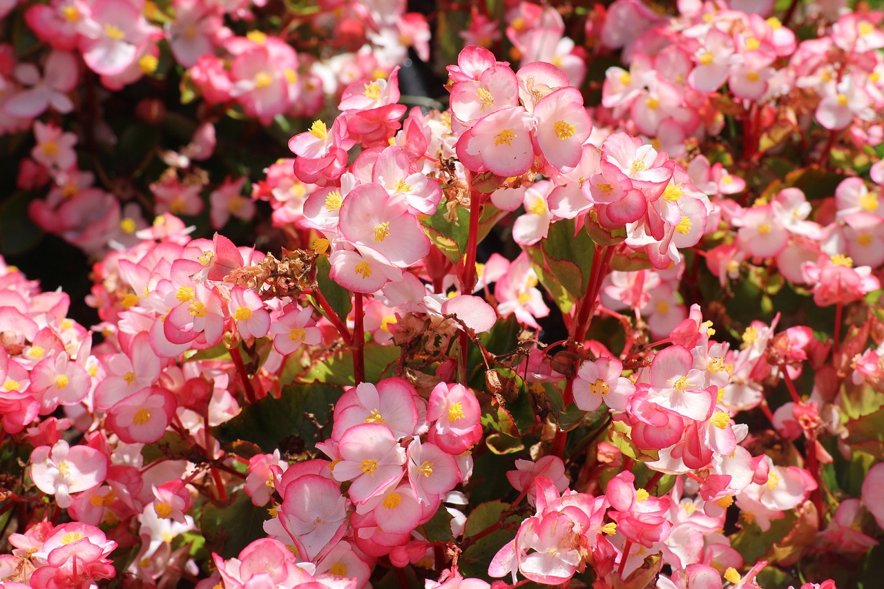 isbegonia