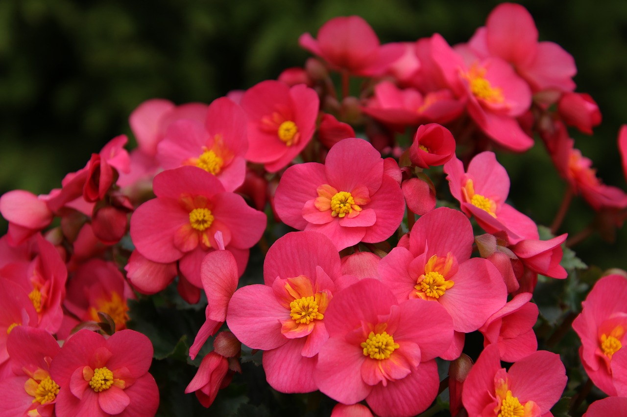 begonia blommor