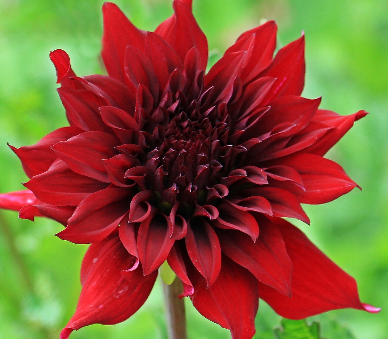 Dahlia blomma