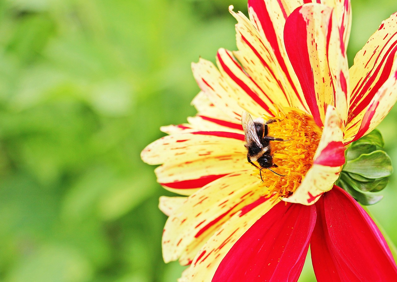 Dahlia blomma