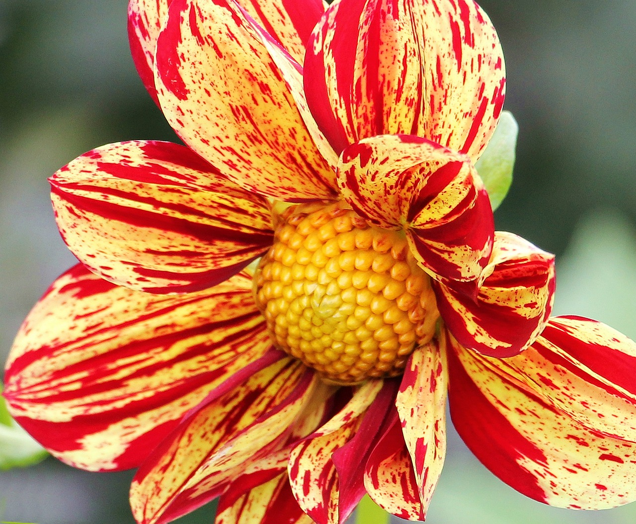 Dahlia blomma