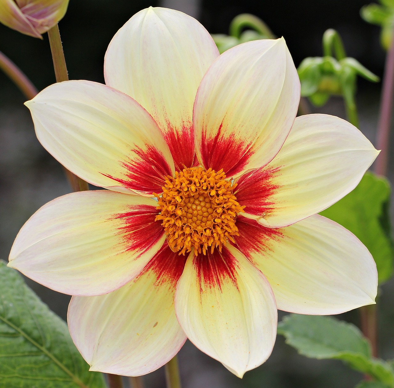 Dahlia blomma