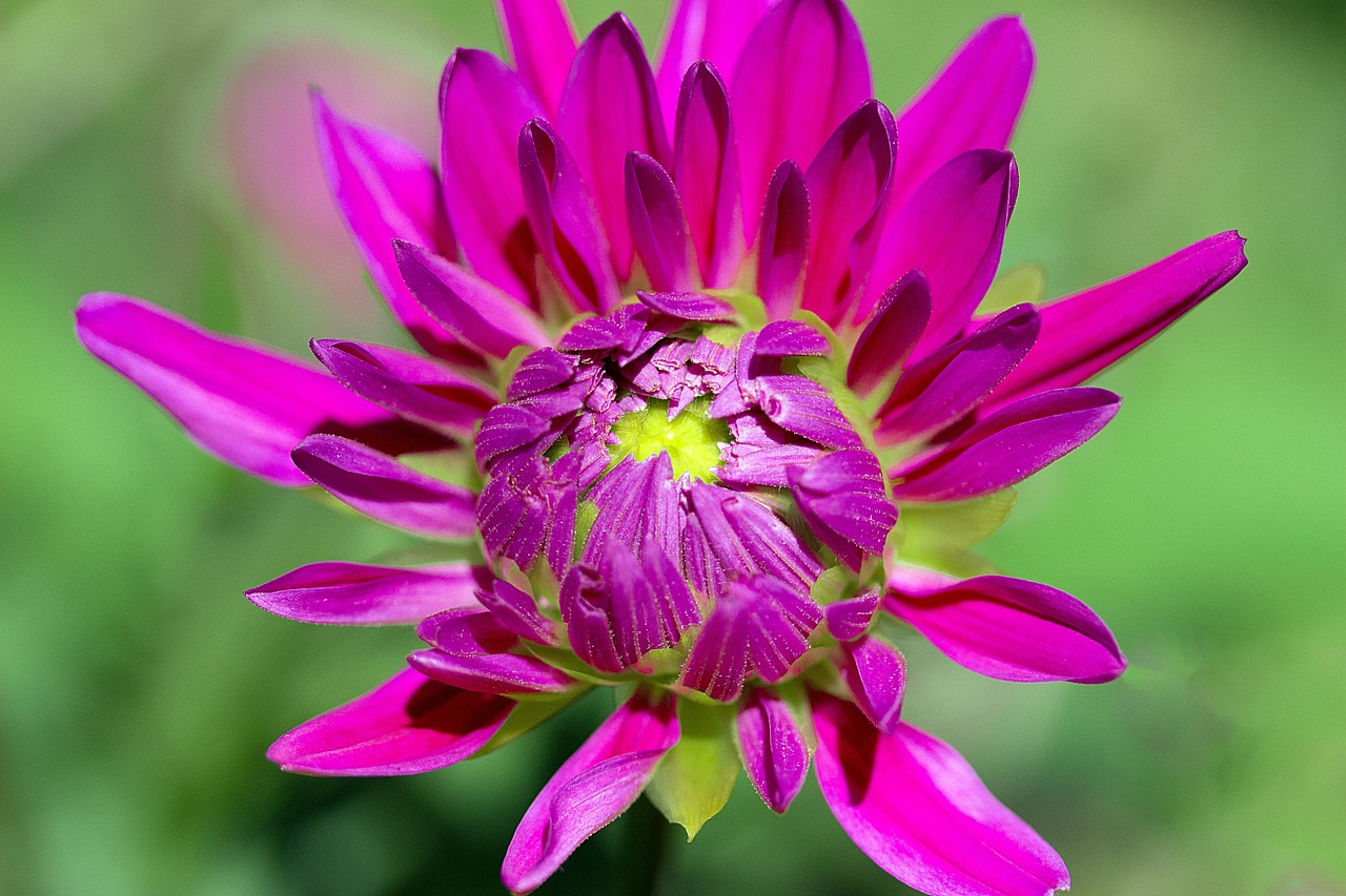 Dahlia blomma