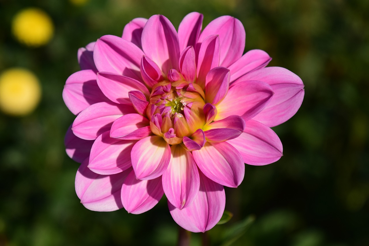 Dahlia blomma