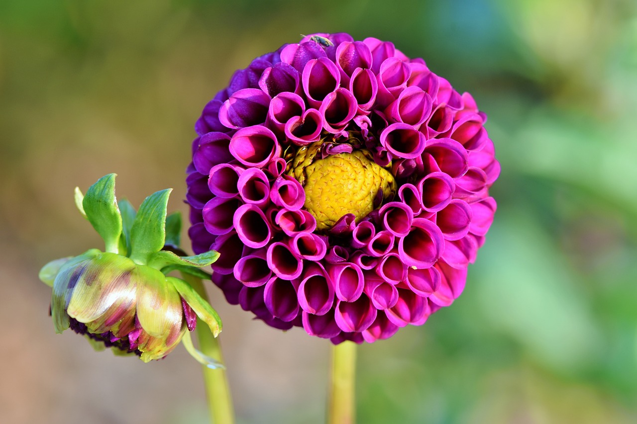 Dahlia blomma