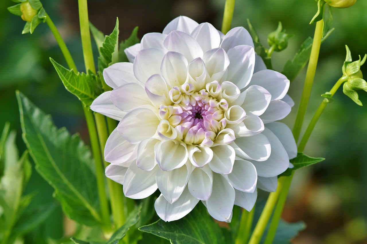 Dahlia blomma