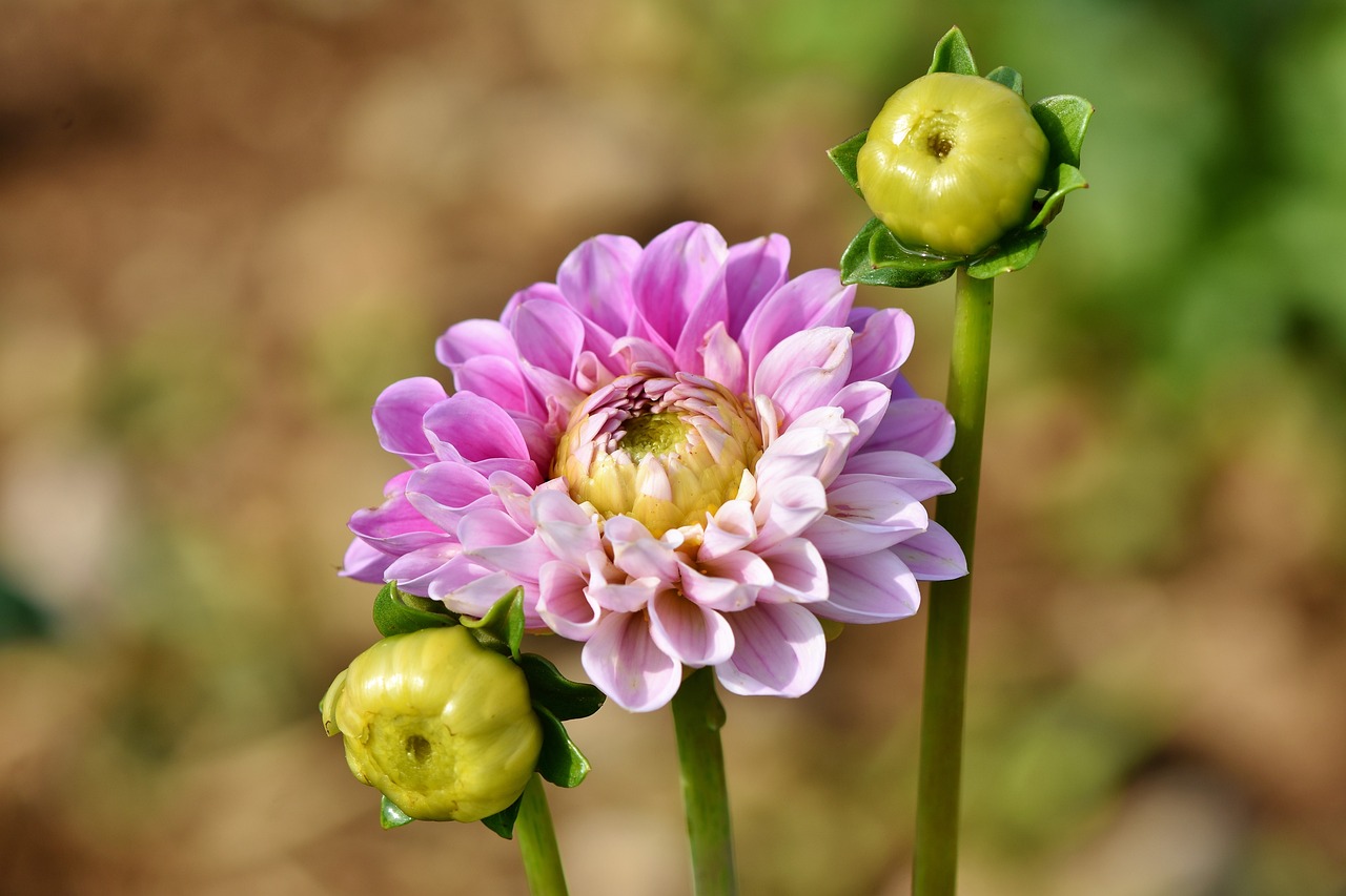 Dahlia blomma