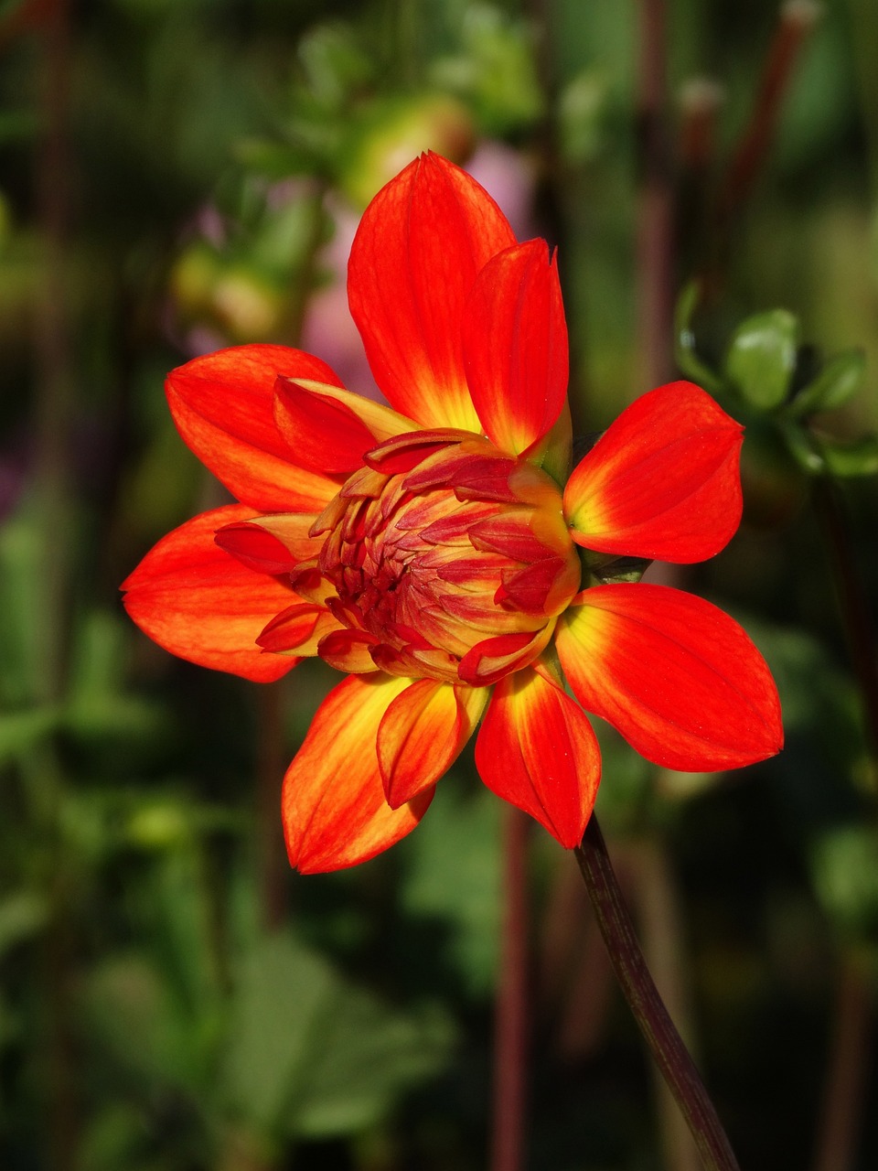 Dahlia blomma