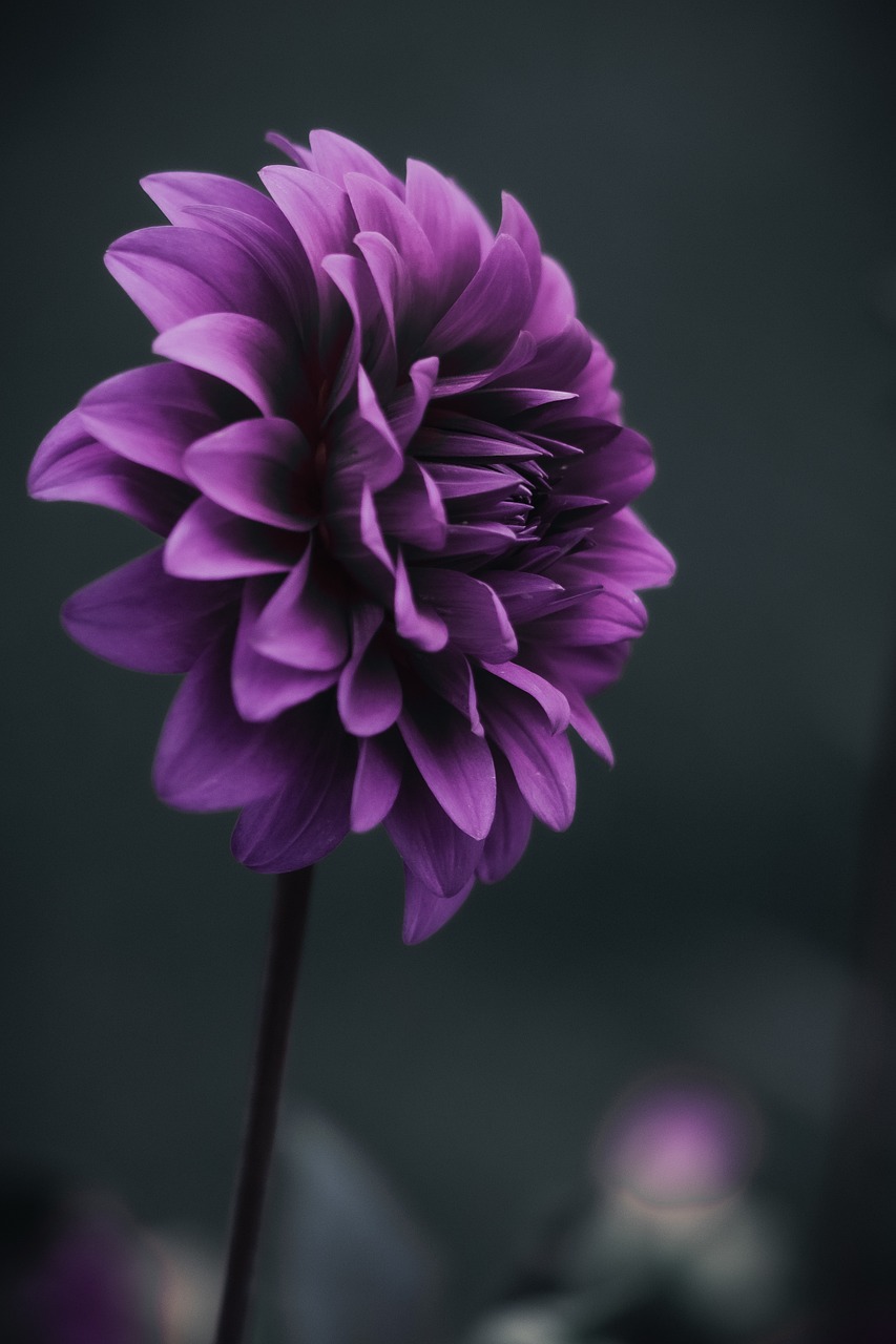 Dahlia blomma