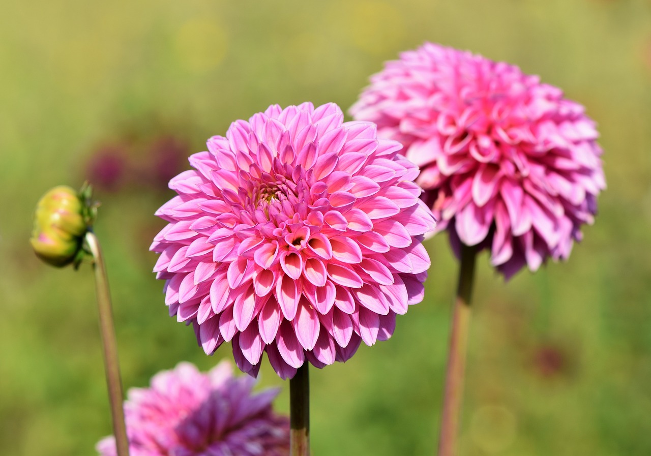 Dahlia blomma