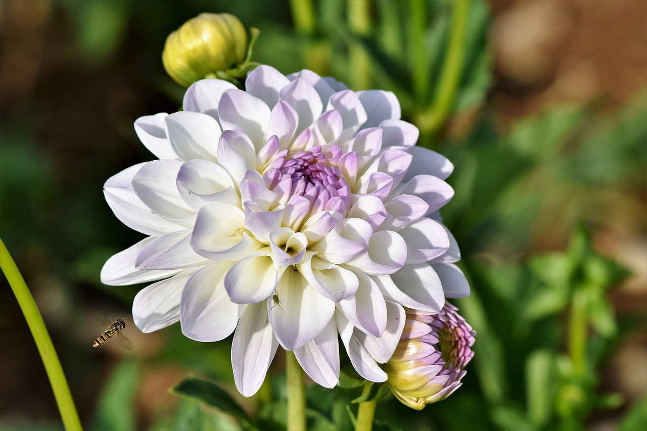 Dahlia blomma