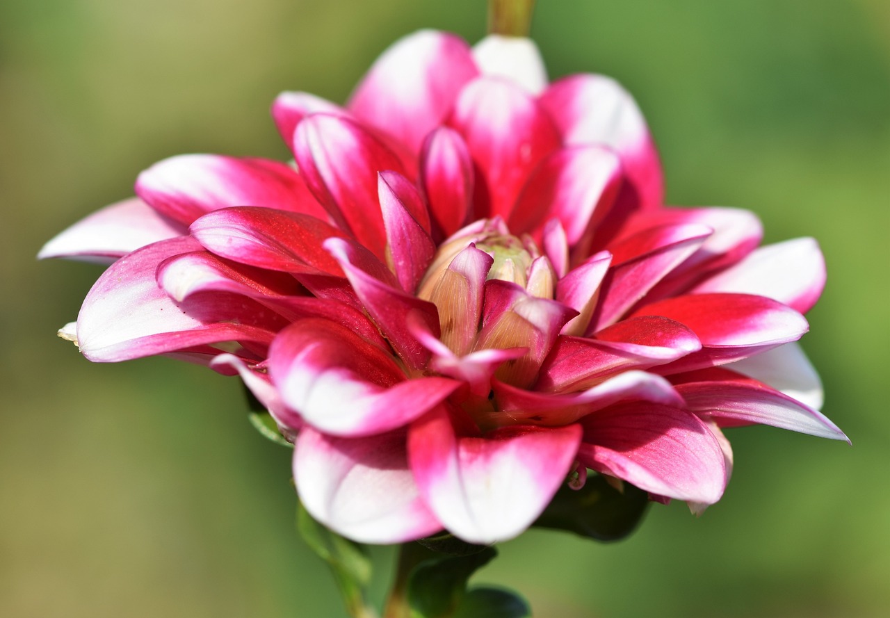 Dahlia blomma