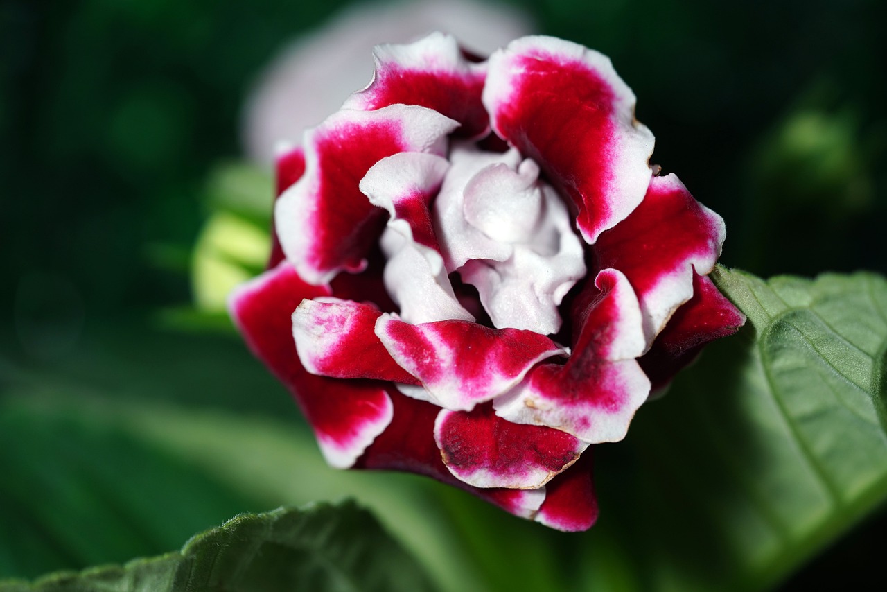 gloxinia