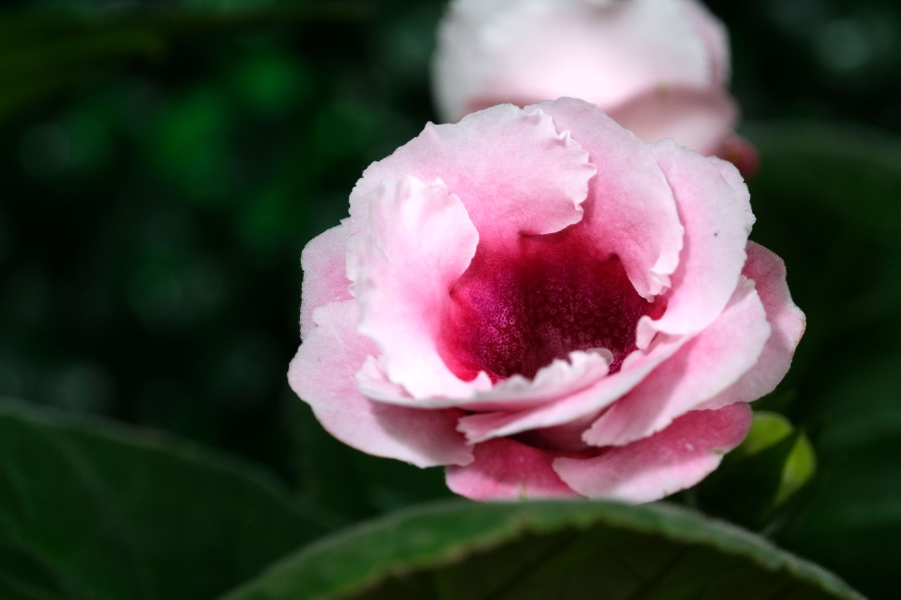 gloxinia