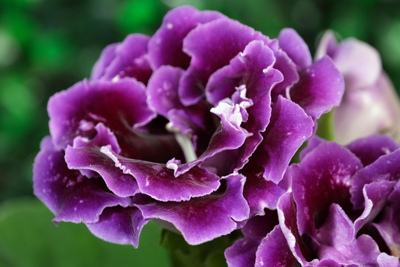 gloxinia