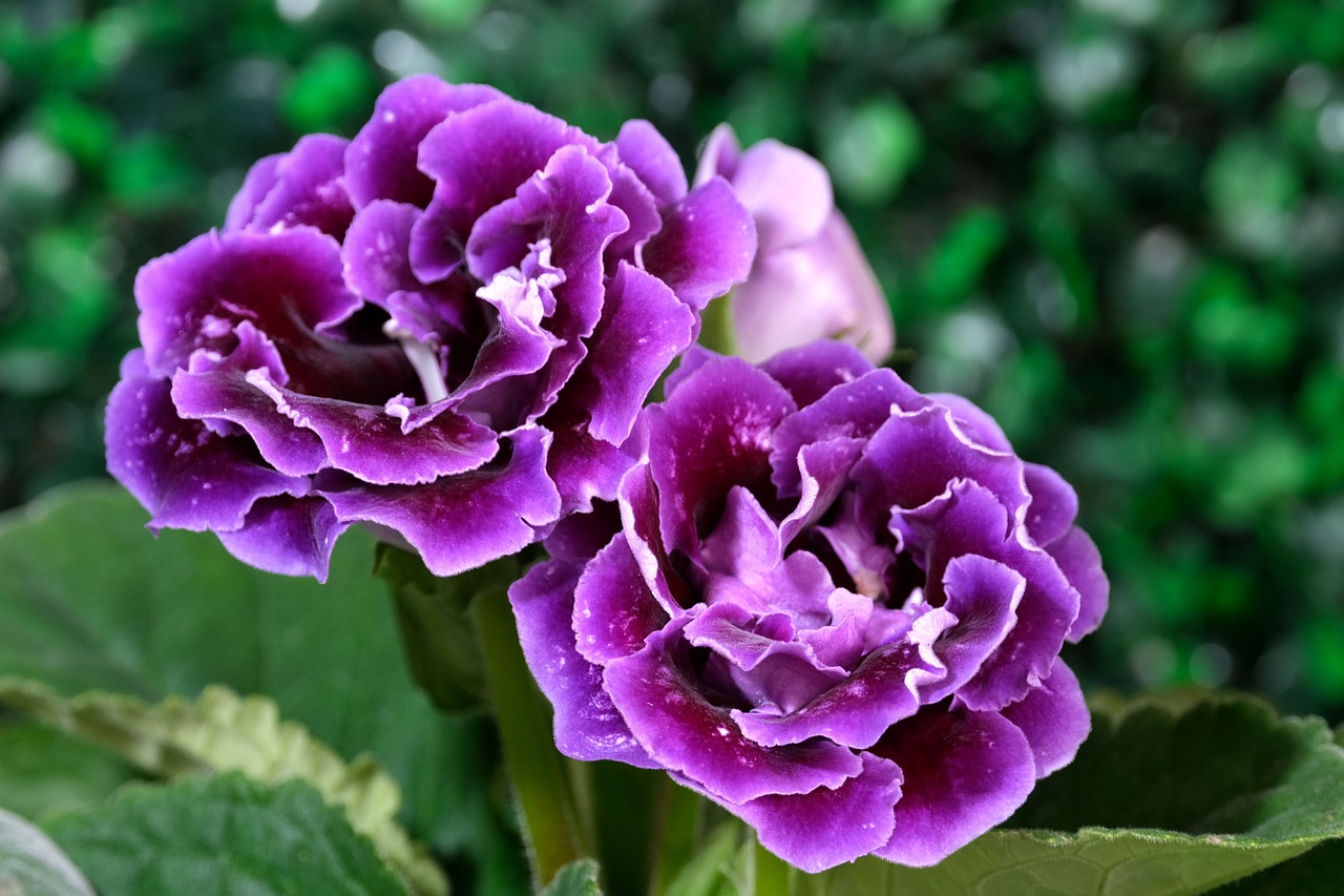 gloxinia