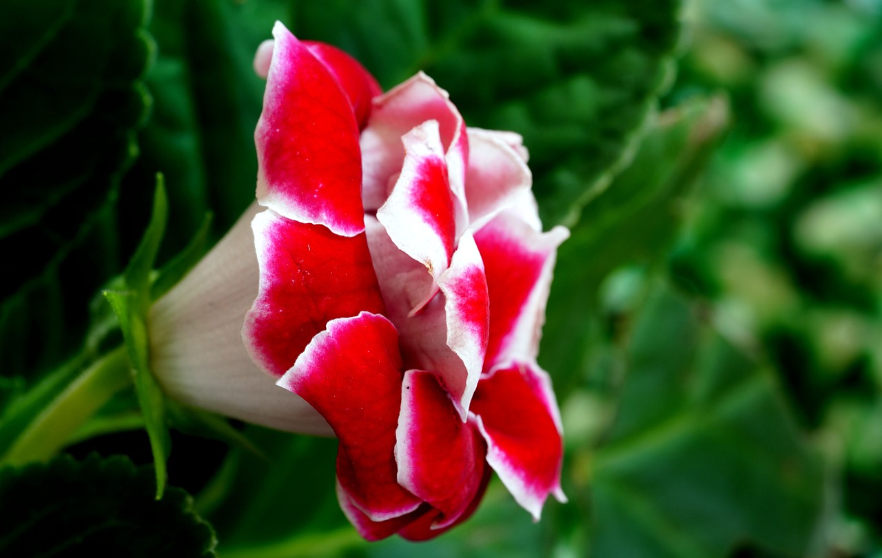 gloxinia