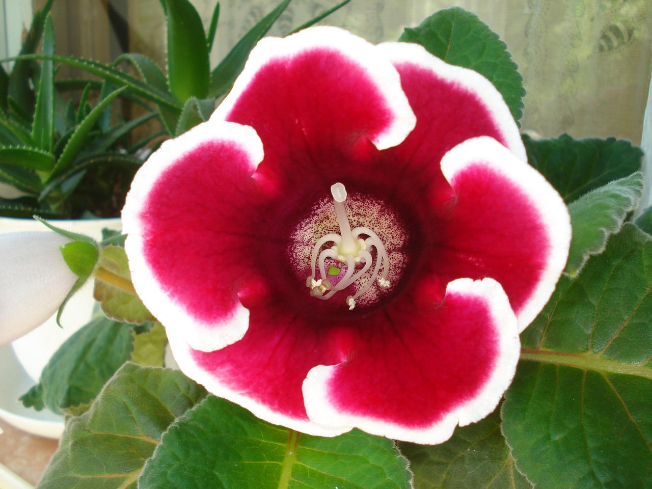 gloxinia