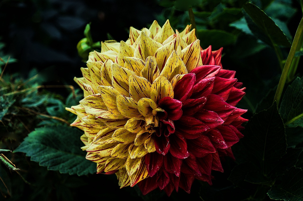 Dahlia blomma