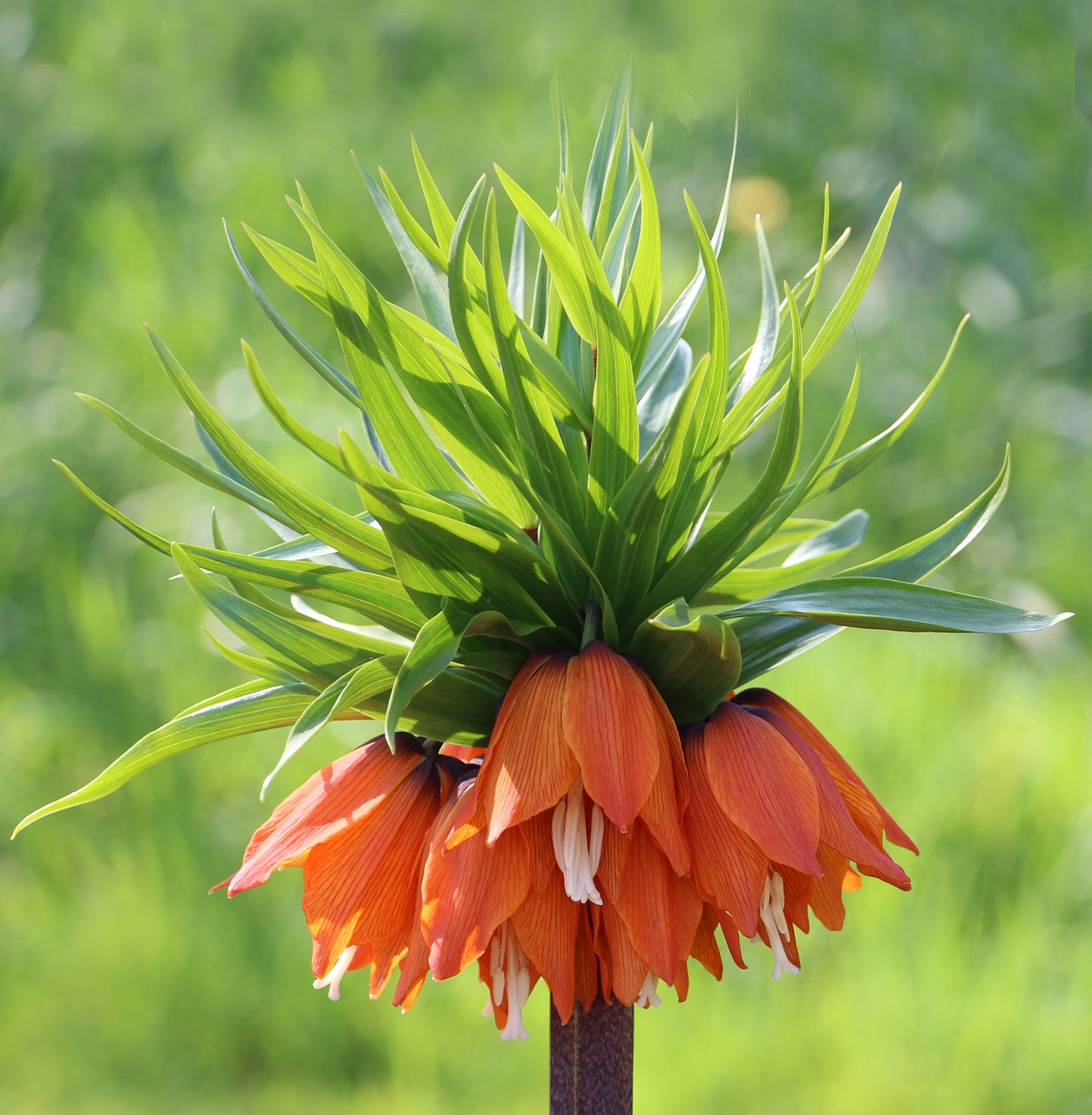 fritillaria närbild