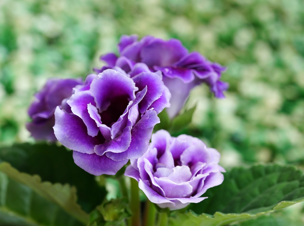 gloxinia