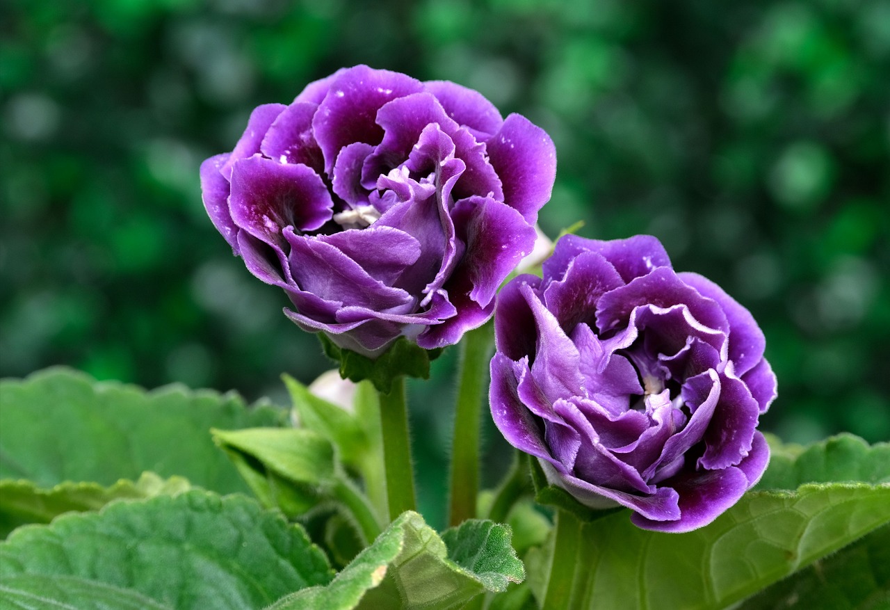 gloxinia