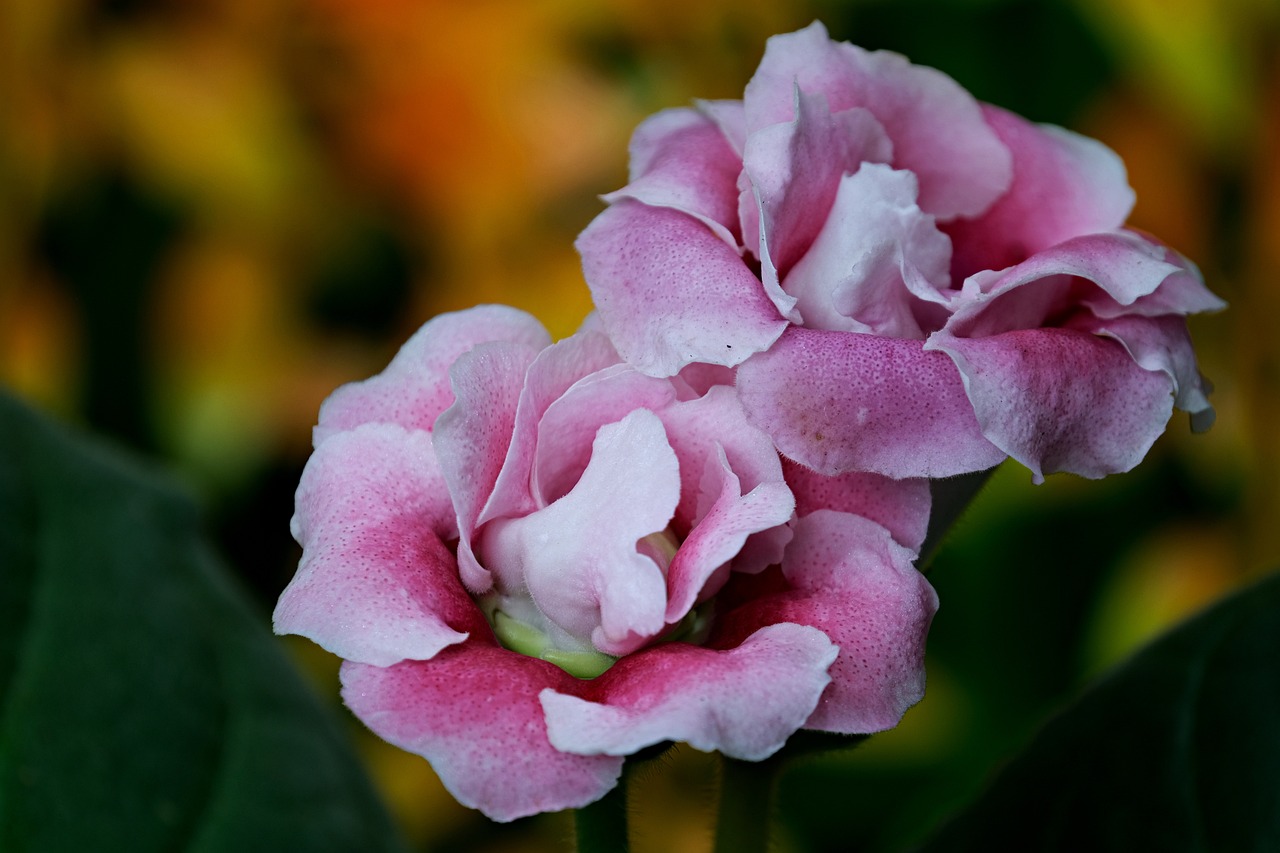 gloxinia