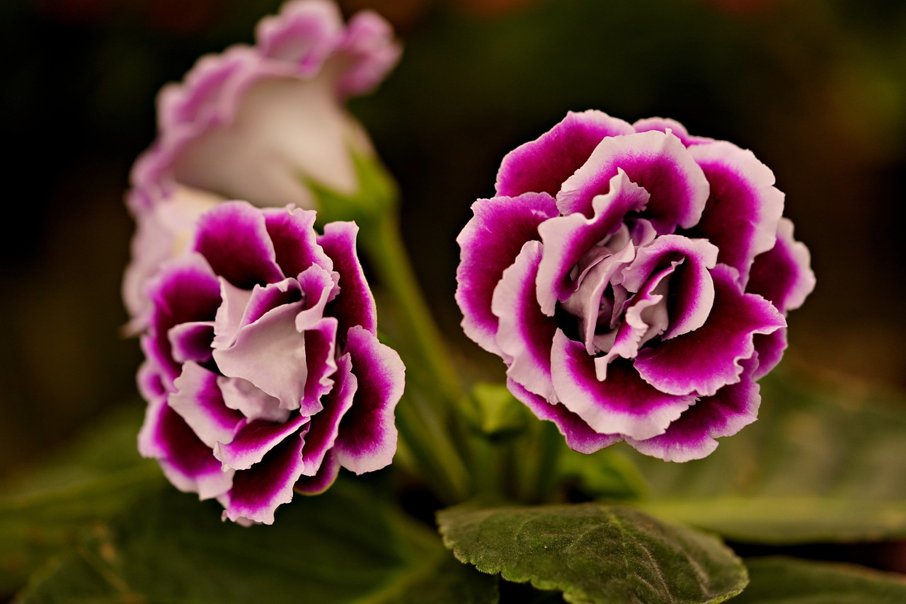 gloxinia