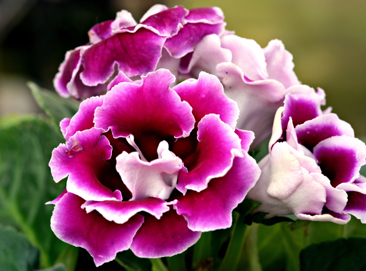 gloxinia