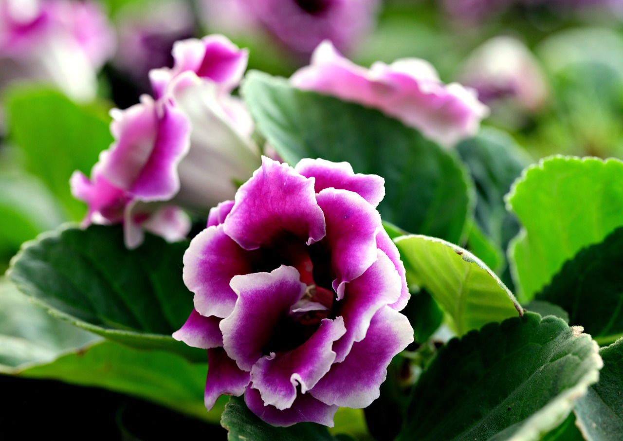 gloxinia