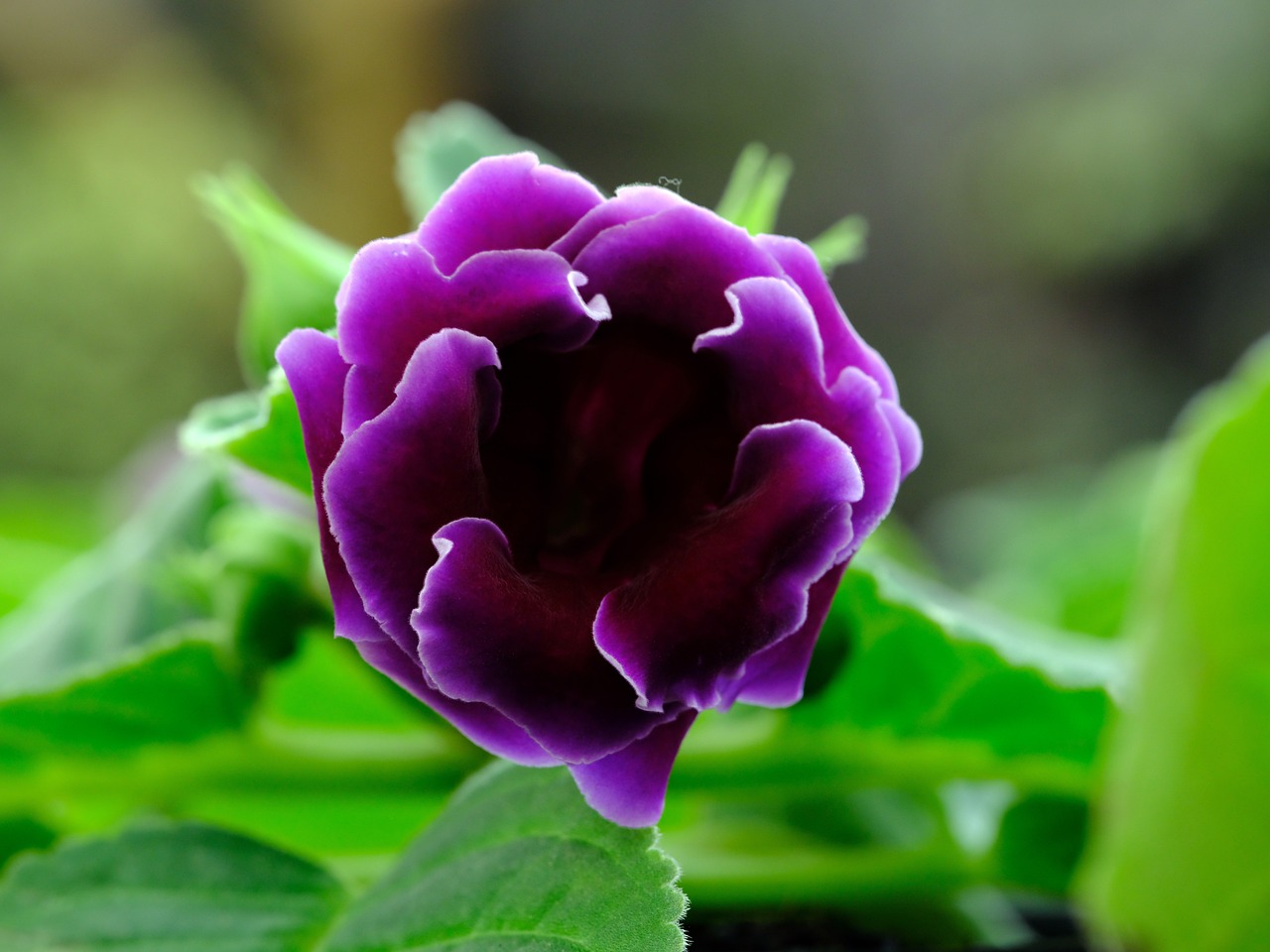 gloxinia