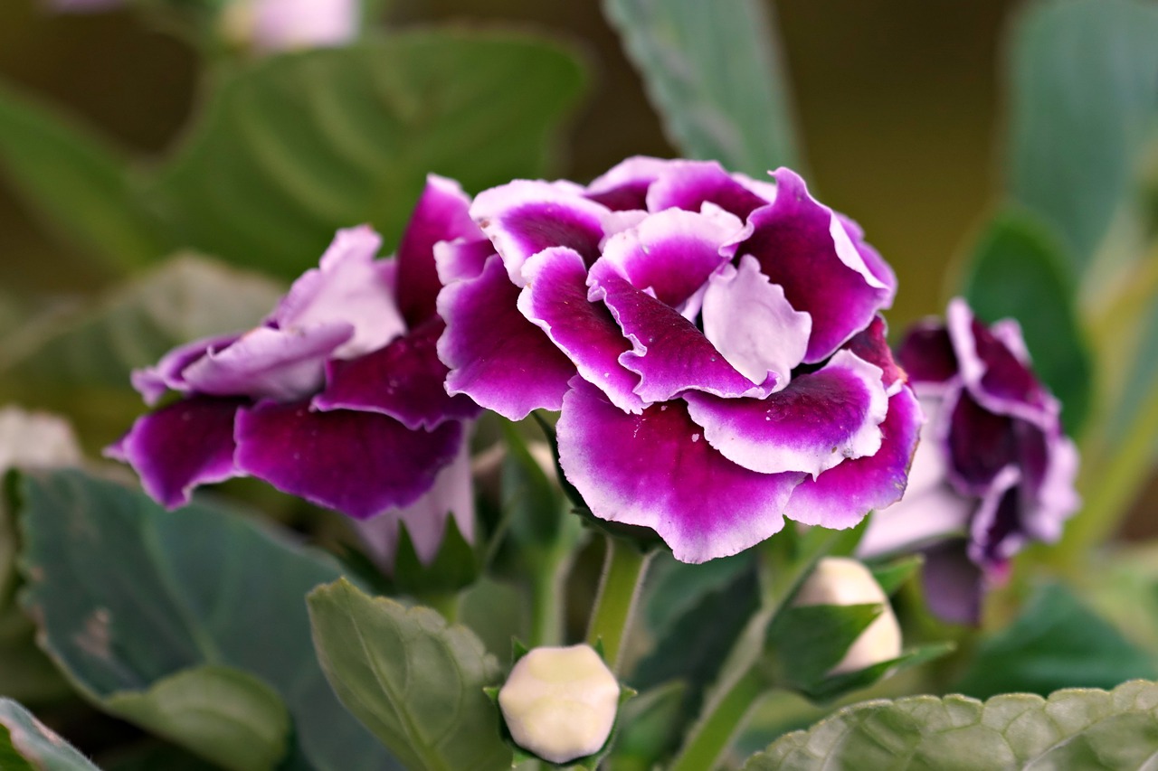 gloxinia