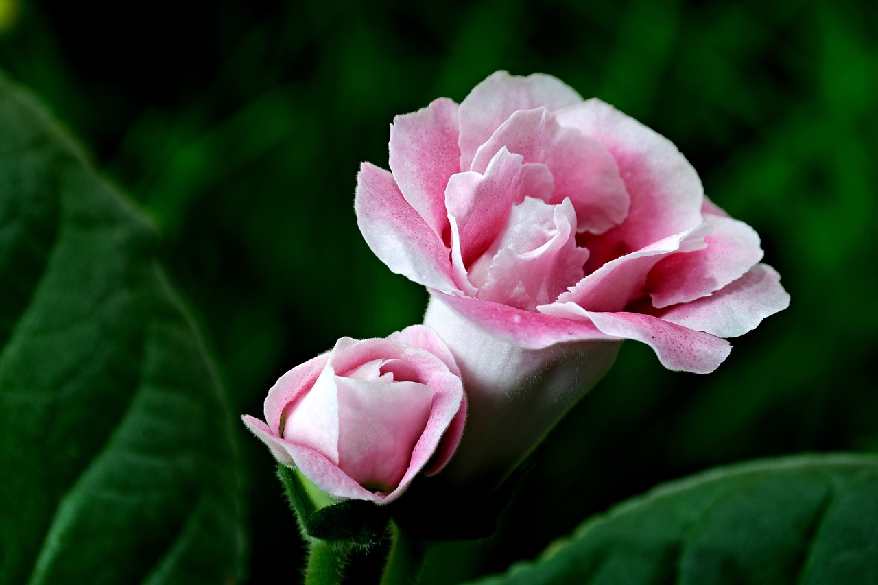 gloxinia