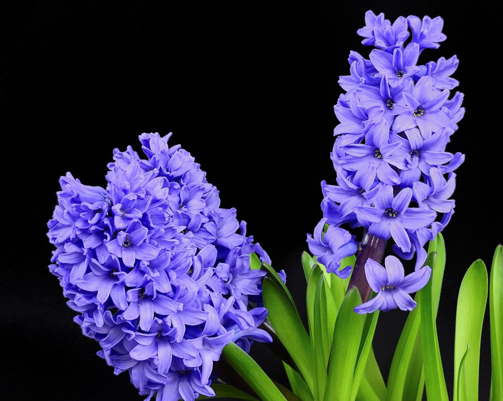 hyacinther