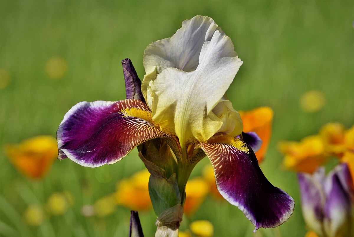 iris blomma