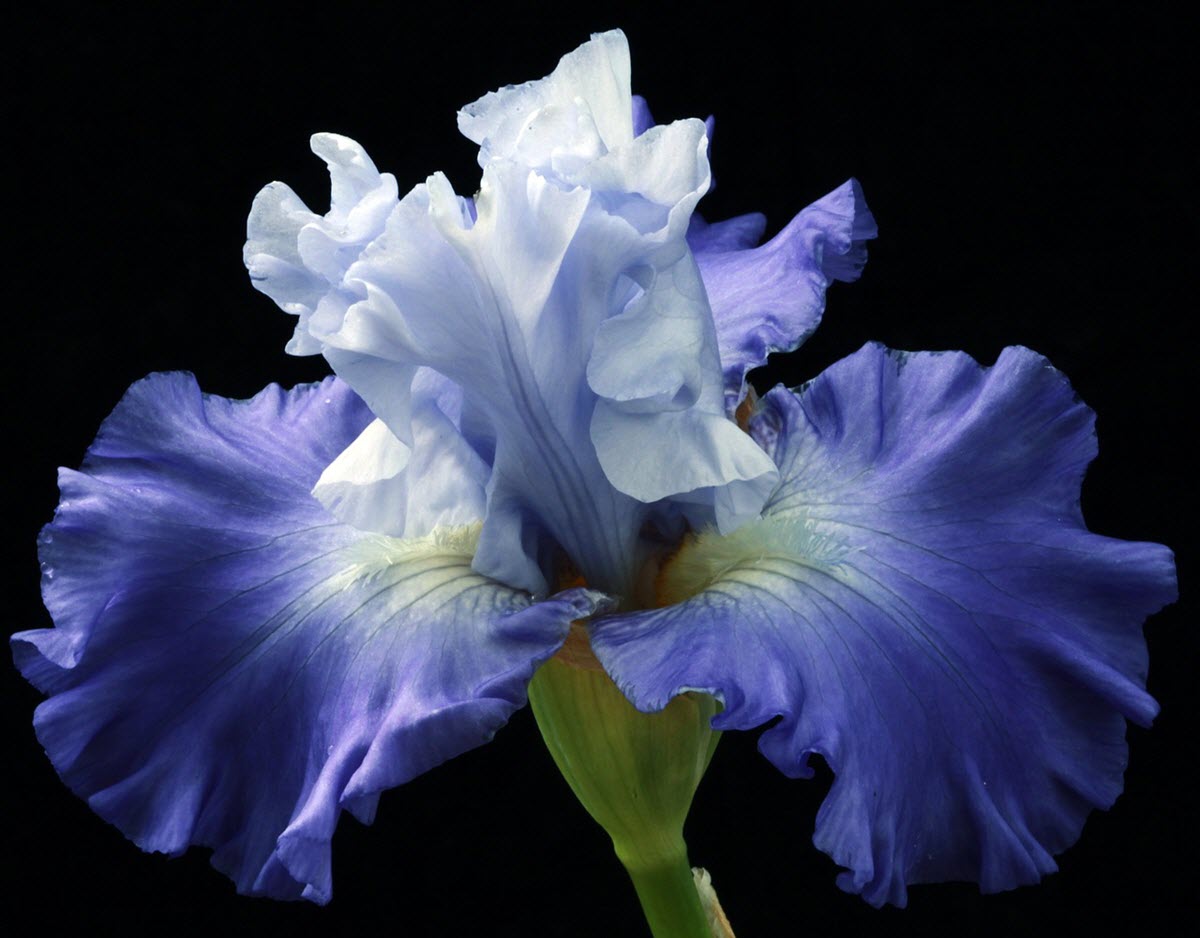 blå iris blomma