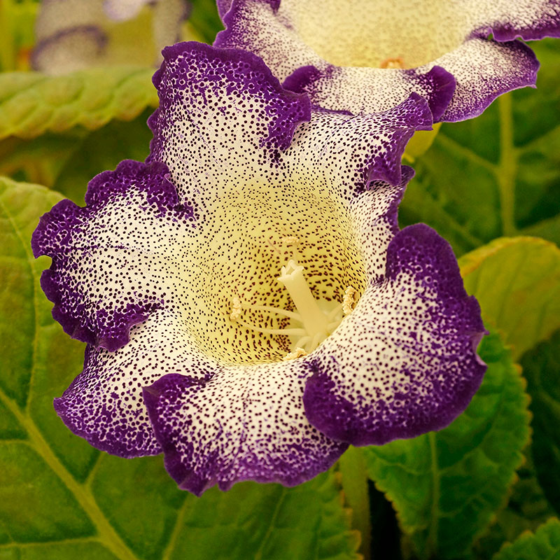 Gloxinia ’Tigrinum Blue’ 