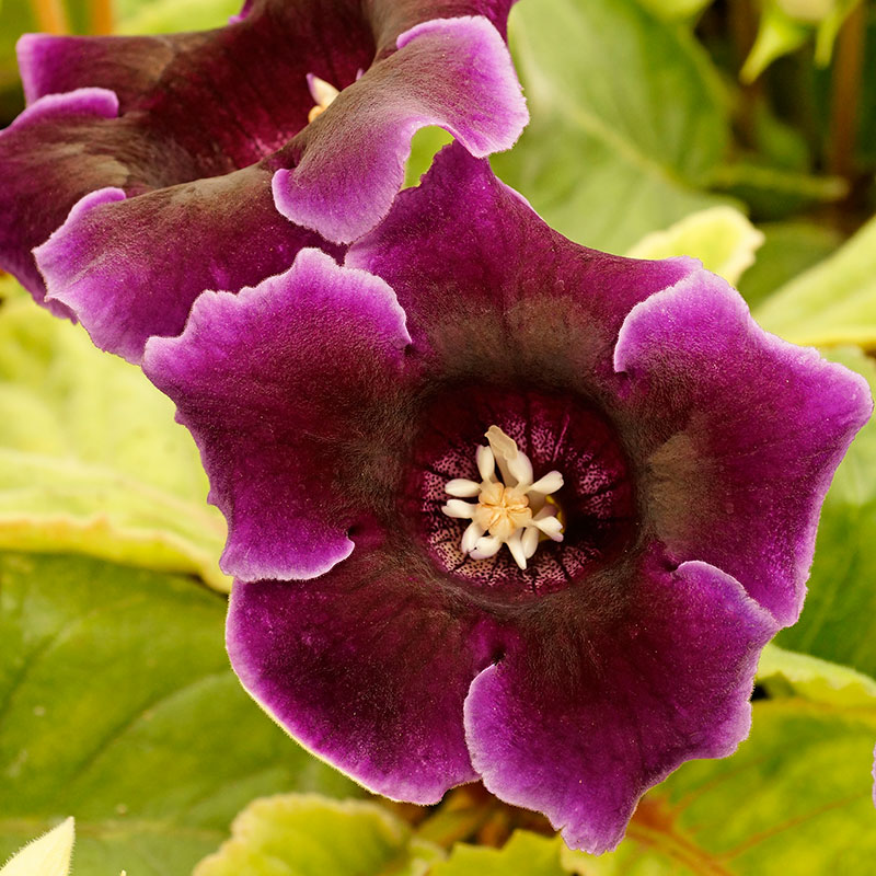 Gloxinia ’Violacea’