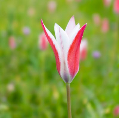 Italiensk tulpan 'Peppermint Stick'