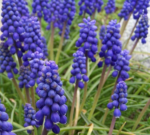 Muscari armeniacum - Armenisk pärlhyacint