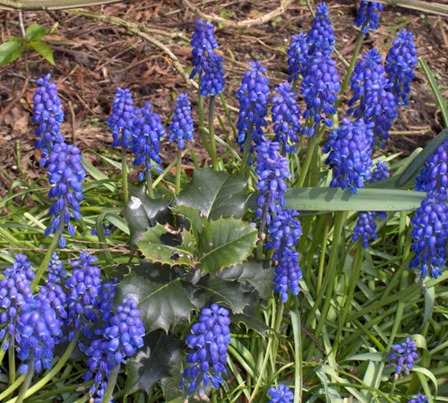 Muscari botryoides