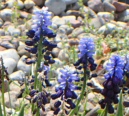 Bredbladig pärlhyacint Muscari latifolium