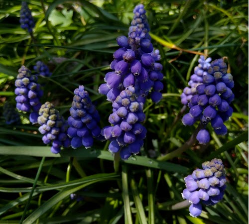 Muscari neglectum mörk (druv) pärlhyacinth